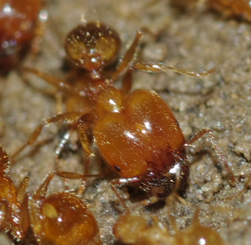 Pheidole pallidula scure